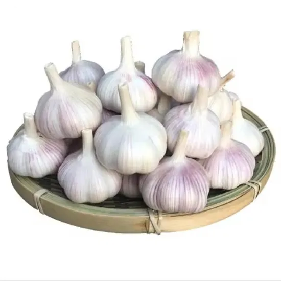 China New Arrival Garlic Supplier From Shandong China Exporter of Garlic