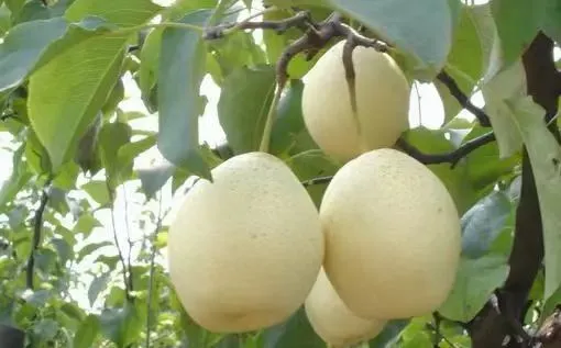 Premium Ya Pears Fresh and Crisp From China, 10kg/CTN