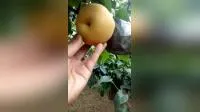 New Crop Fresh Ya Pear Fresh Fruits for Exporting