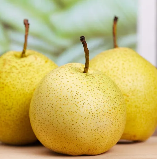 New Season High Quality Fresh Pears with Farmer Direct Sale Price Sweet Pears 