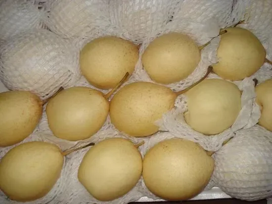 High Quality Fresh Pears, Sweet and Crisp Ya Pears, 10kg/CTN 