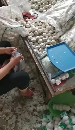 China Fresh Pure White Garlic for Exporting (5.0cm) 
