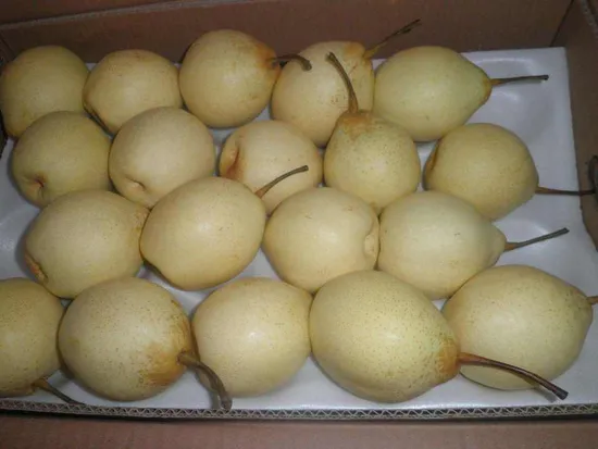 on Sale! Fresh and Delicious Ya Pear and Golden Pear Variety Crown Pears 